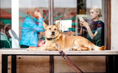 Como Atrair Mais Clientes Para o Restaurante Com o Conceito Pet Friendly