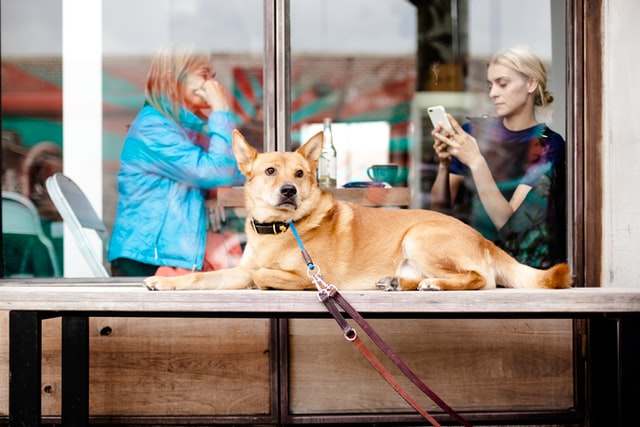 Como Atrair Mais Clientes Para o Restaurante Com o Conceito Pet Friendly